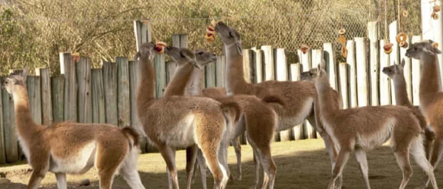 From Buenos Aires: Temaiken Zoo Tour with Ticket Included - Timing and Duration: A Comfortable 6-Hour Circuit