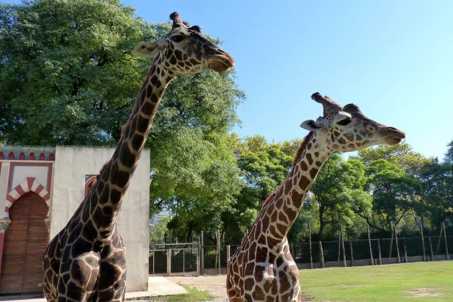 From Buenos Aires: Temaiken Zoo Tour with Ticket Included - Transfers and Meeting Point: Making the Trip Easy