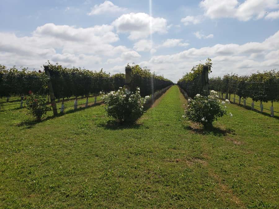 From Cordoba: Private Wine tour & History - Terra Camiare and a modern boutique winery near Córdoba