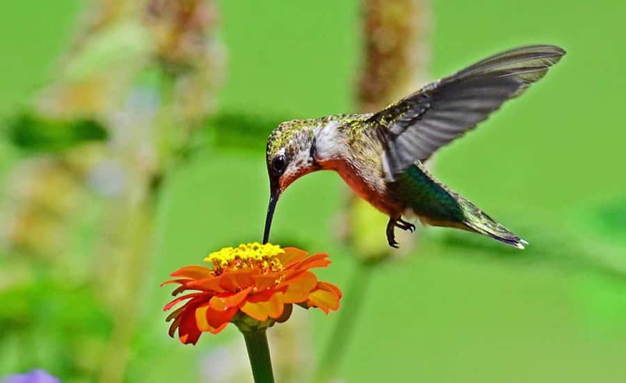 From Iguazú: Explore natural diversity at the Biocenter - Key highlights you should actually care about