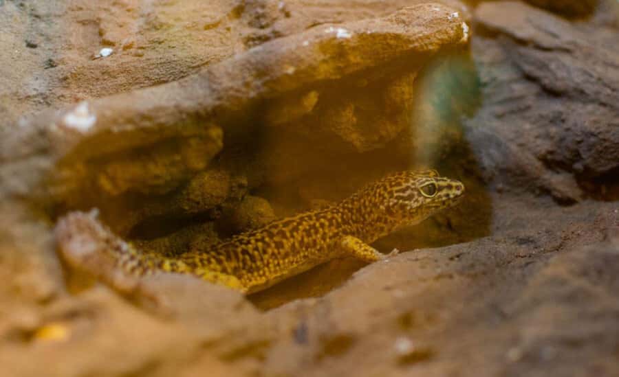 From Iguazú: Explore natural diversity at the Biocenter - Who this tour suits best, and who should think twice
