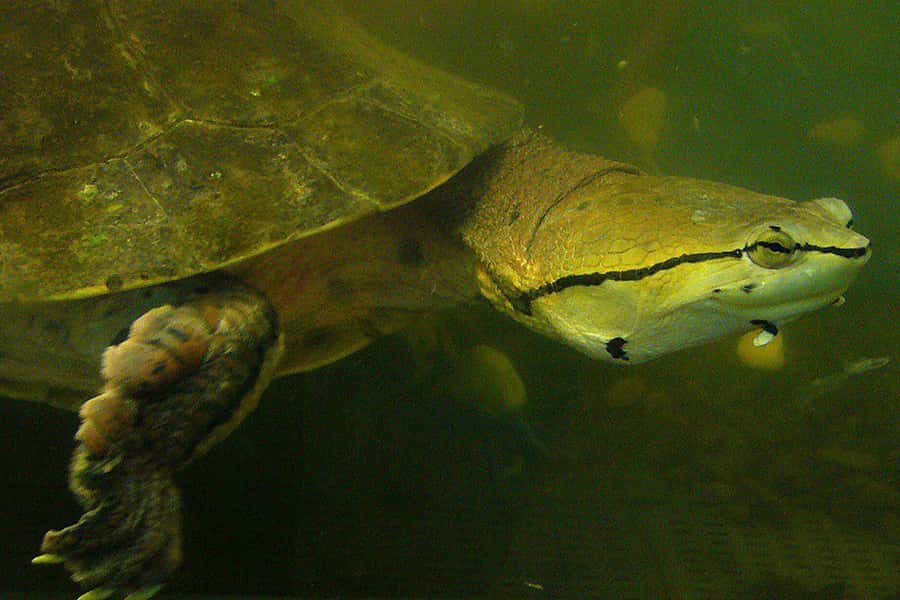 From Iguazú: Explore natural diversity at the Biocenter - Aquarium time, small exhibits that still add up
