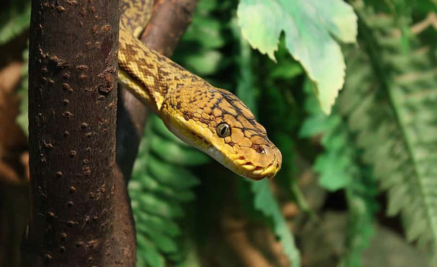 From Iguazú: Explore natural diversity at the Biocenter - Reptiles and exotic birds, what you can realistically expect