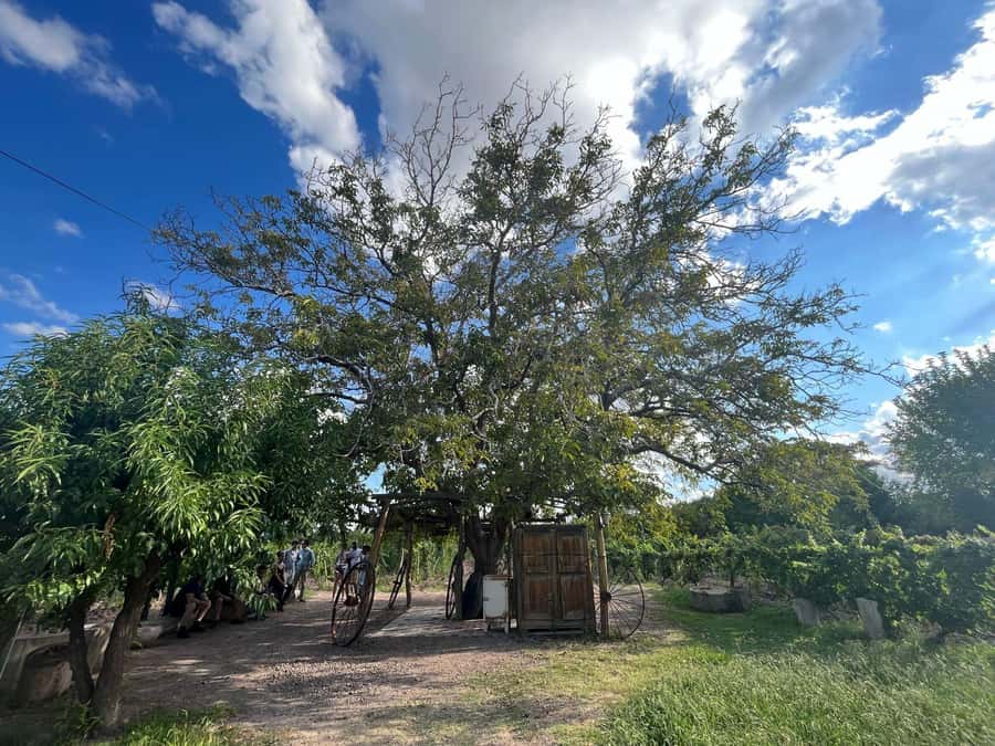 From Mendoza: 3 Wineries, Olive Oil Factory Tour & Tasting - Mendoza half-day tasting tour: why this Maipú route is such good value