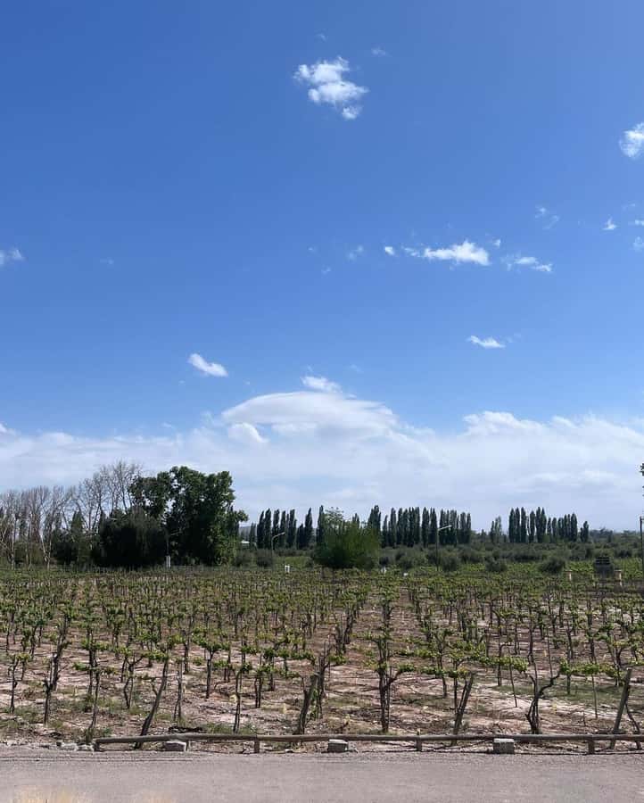 From Mendoza: 3 Wineries, Olive Oil Factory Tour & Tasting - The olive oil factory stop: bread, olive paste, and tasting like a local