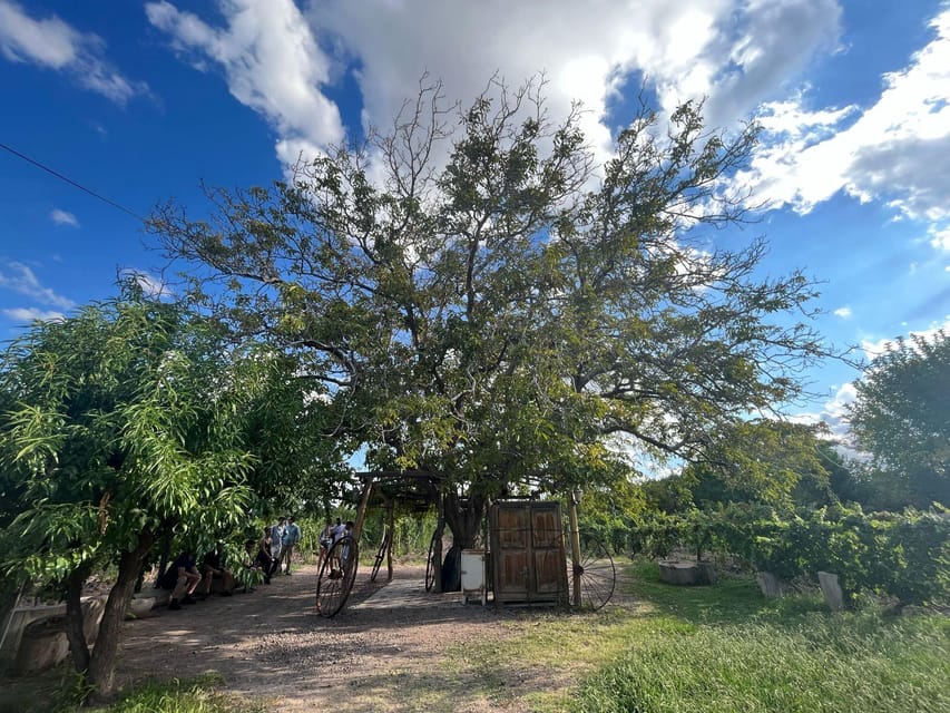 From Mendoza: 3 Wineries, Olive Oil Factory Tour & Tasting - How many wines you’ll taste, and what you should expect to feel