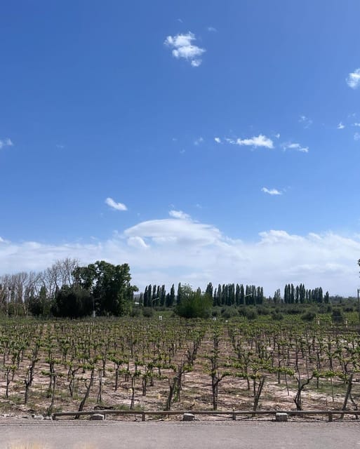 From Mendoza: 3 Wineries, Olive Oil Factory Tour & Tasting - Transportation comfort and pacing: getting the most from a 2:00 p.m. start