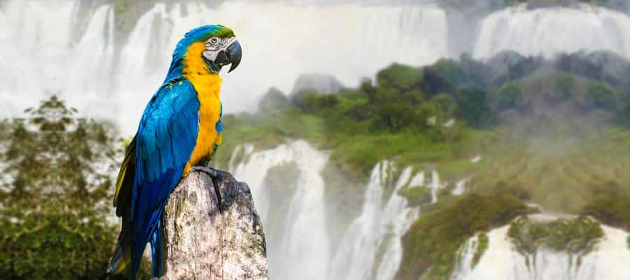 From Puerto Iguazu: Half-Day Brazilian Falls Excursion - Hotel Pickup, Group Size, and the Border Reality Check