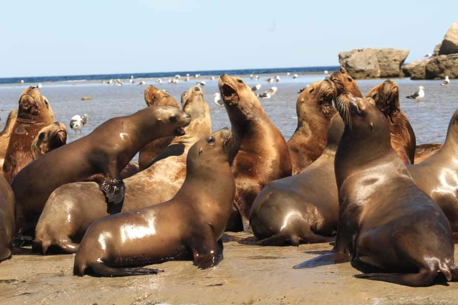 From Puerto Madryn: City and Punta Loma Tour - Should you book this Puerto Madryn City and Punta Loma Tour?