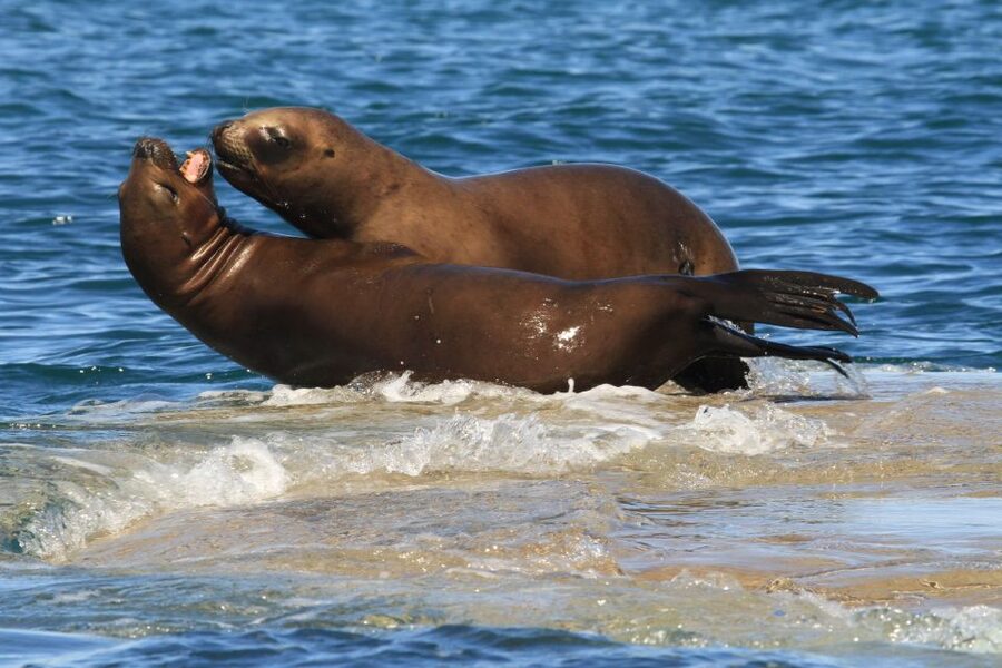 From Puerto Madryn: City and Punta Loma Tour - Punta Loma sea lion reserve: balcony cliffs built for close viewing