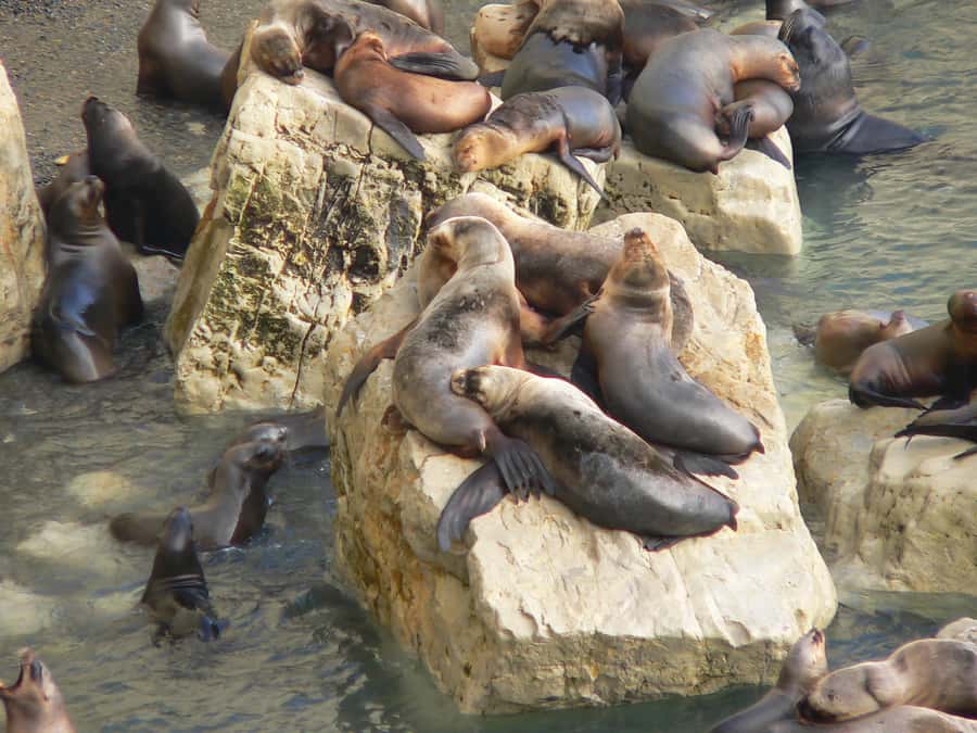 From Puerto Madryn: City and Punta Loma Tour - Transfers, comfort, and how to plan your timing
