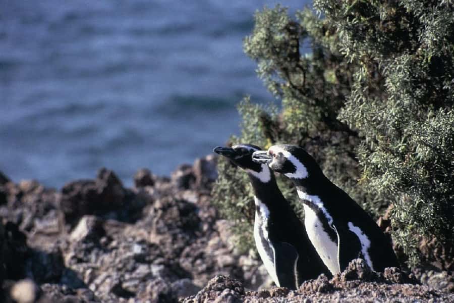 From Puerto Madryn: Full Day Excursion to Punta Tombo - Who this is for, and who should rethink it