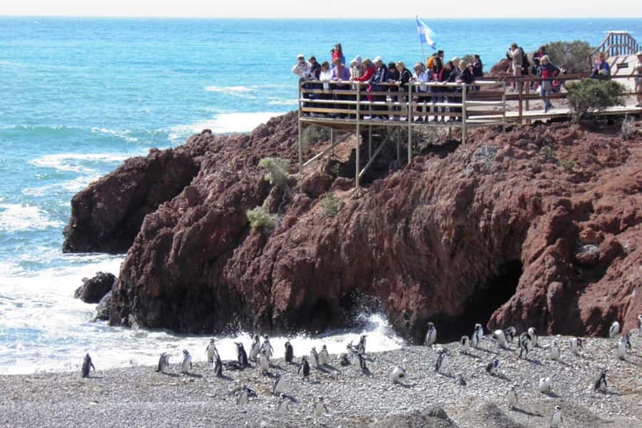 From Puerto Madryn: Full Day Excursion to Punta Tombo - The Interpretation Center: useful context, limited time
