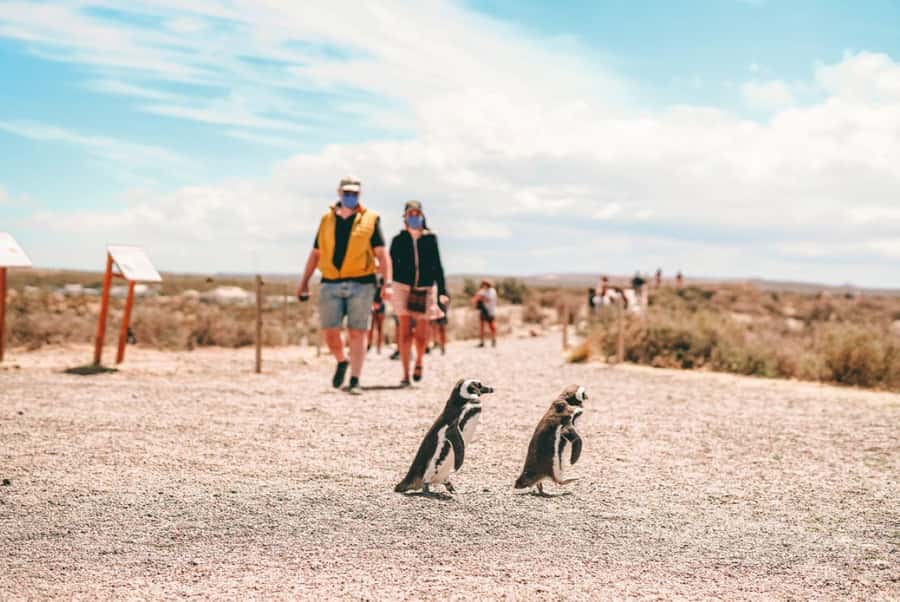 From Puerto Madryn: Full Day Excursion to Punta Tombo - Timing, group pace, and the reality of an 8-hour day