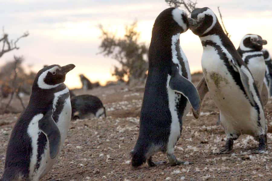 From Puerto Madryn: Full Day Excursion to Punta Tombo - Price and value: what you pay for, and what you must budget