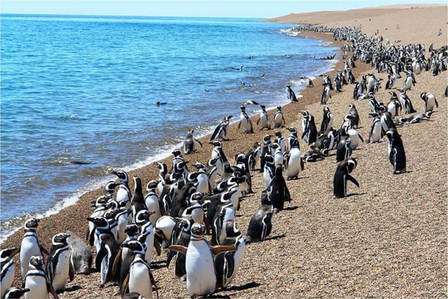 From Puerto Madryn: Full Day Excursion to Punta Tombo - Guide quality and how to protect your day
