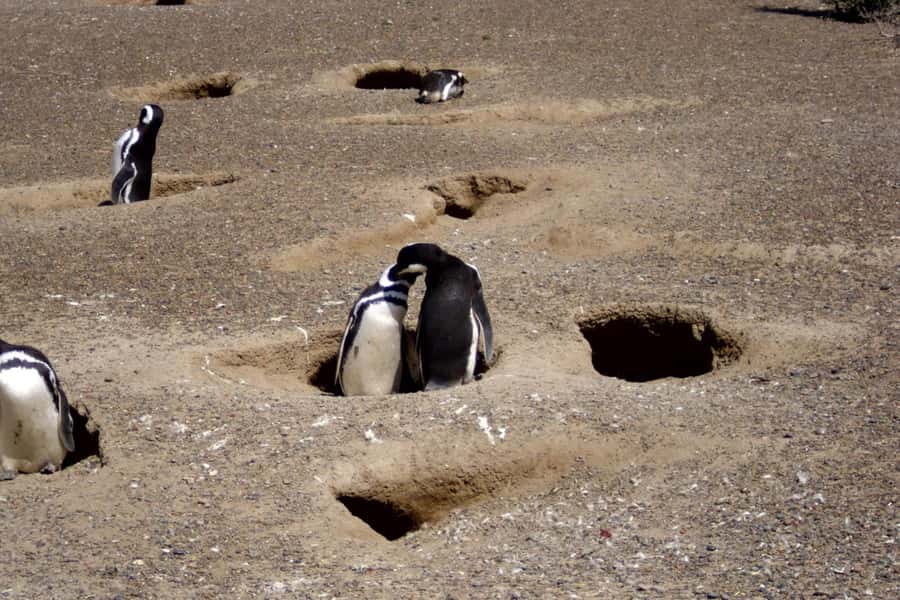 From Puerto Madryn: Full Day Excursion to Punta Tombo - The morning drive from Puerto Madryn: scenery plus anticipation