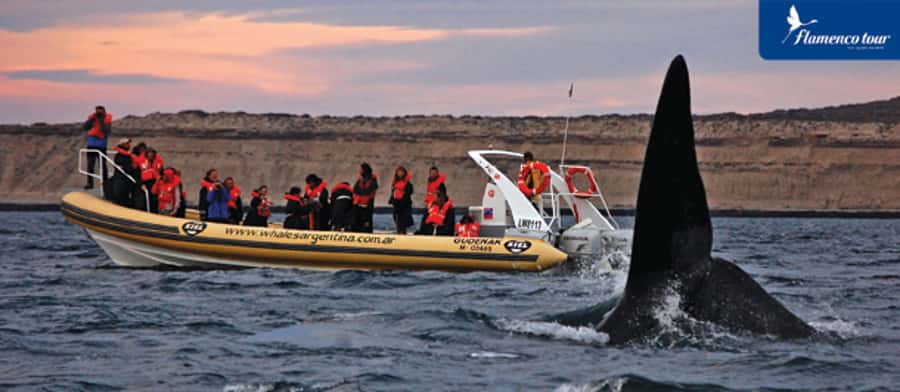 From Puerto Madryn: Full-Day Valdes Peninsula Tour - Key highlights you will actually feel during the day