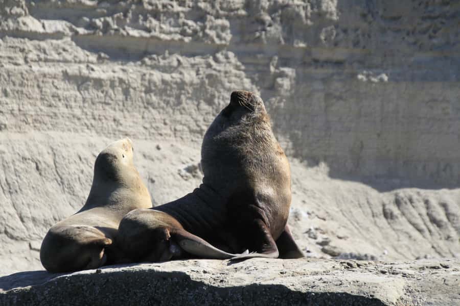 From Puerto Madryn: Full-Day Valdes Peninsula Tour - Punta Norte and the seasonal “who shows up when”