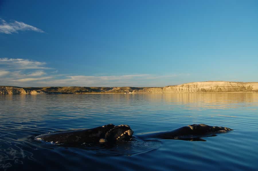From Puerto Madryn: Full-Day Valdes Peninsula Tour - A full day on Valdes Peninsula that starts with real context