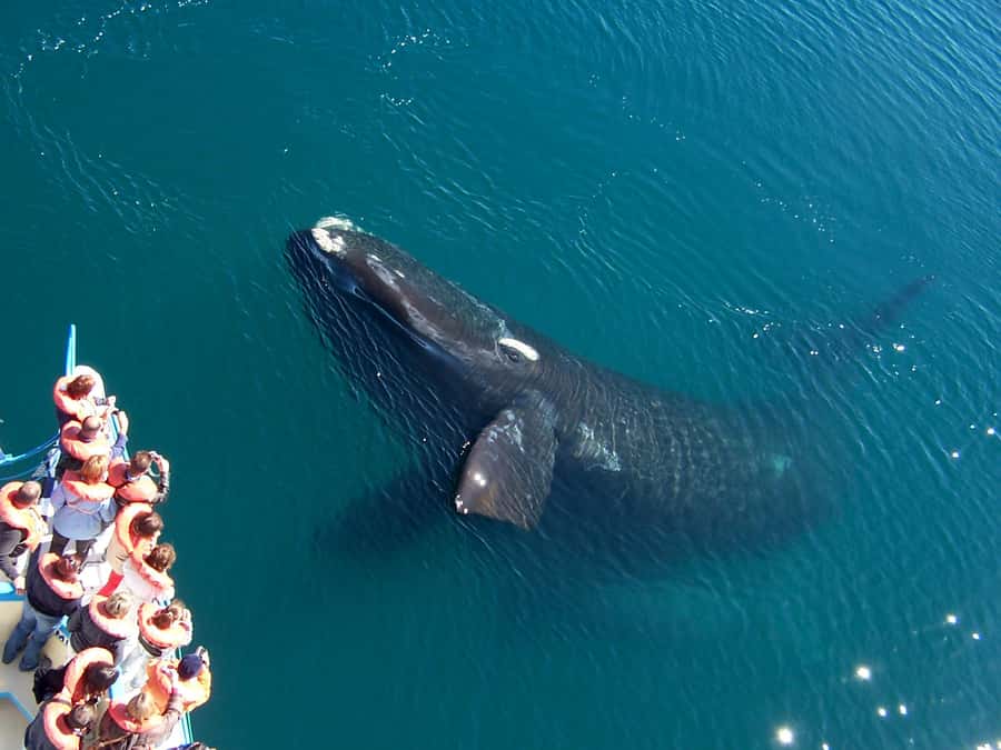 From Puerto Madryn: Full-Day Valdes Peninsula Tour - Pickup and timing: how the day will feel in practice