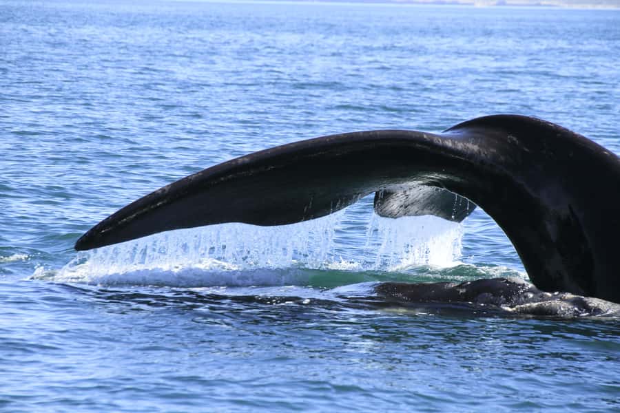 From Puerto Madryn: Full-Day Valdes Peninsula Tour - Puerto Pirámides: the only village and the whale trip starting point
