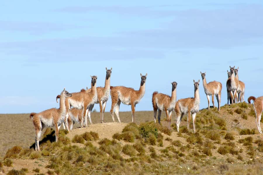 From Puerto Madryn: Full-Day Valdes Peninsula Tour - Punta Delgada and the old naval station: a change of mood