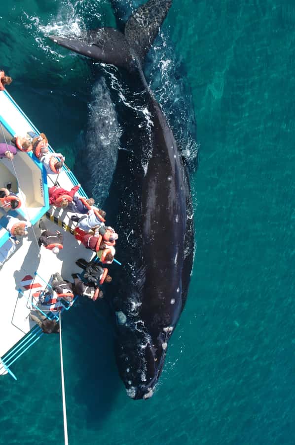 From Puerto Madryn: Full-Day Valdes Peninsula Tour - Caleta Valdés and the seal-friendly geography