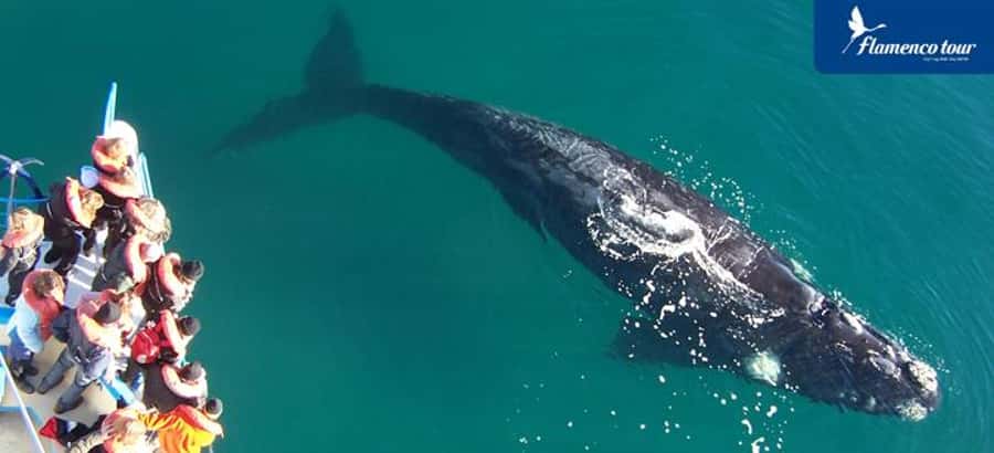 From Puerto Madryn: Full-Day Valdes Peninsula Tour - Price and what you get for $150 per person
