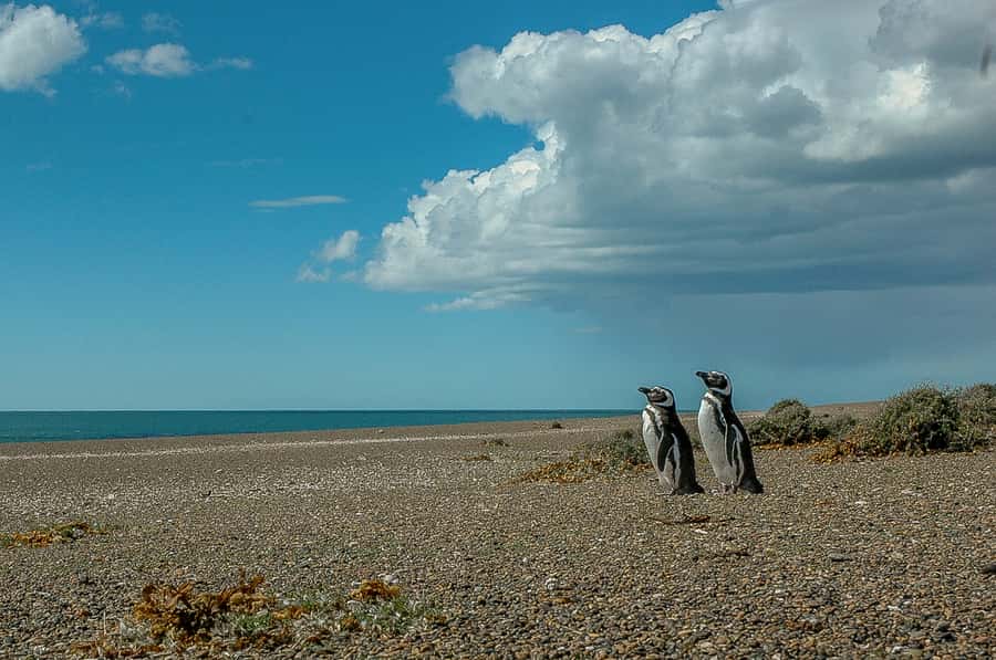 From Puerto Madryn: Penguin Tour & Península Valdés Day Trip - Key things I’d target on this day trip