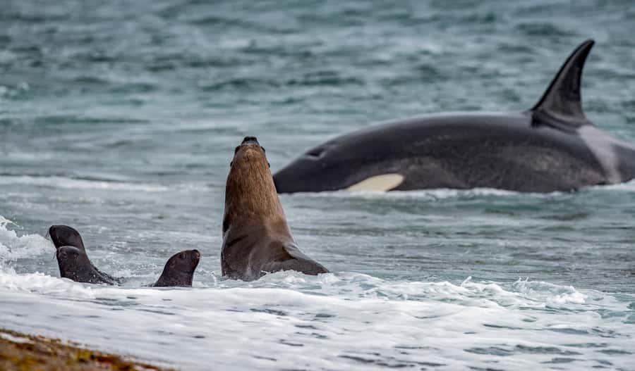 From Puerto Madryn: Penguin Tour & Península Valdés Day Trip - From Puerto Madryn to UNESCO Península Valdés, the day starts fast