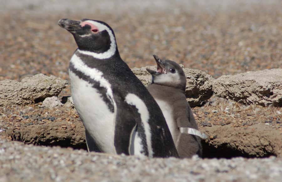 From Puerto Madryn: Penguin Tour & Península Valdés Day Trip - San Lorenzo Estancia, where Magellanic penguins steal the show