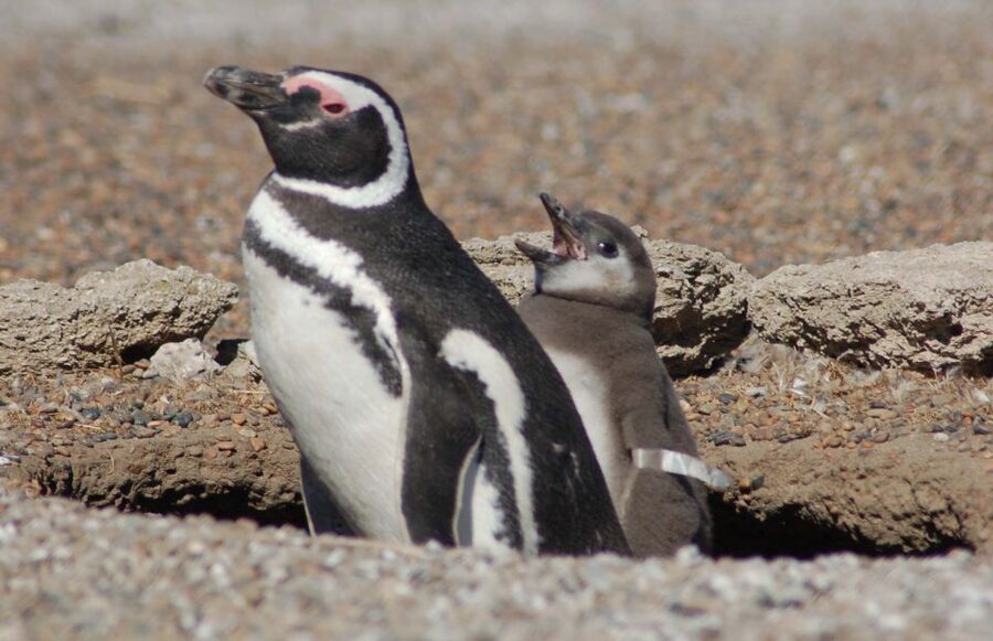 From Puerto Madryn: Penguin Tour & Península Valdés Day Trip - Punta Norte Reserve, the seals and the other coastal characters