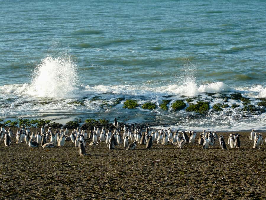 From Puerto Madryn: Penguin Tour & Península Valdés Day Trip - Carlos Ameghino Interpretation Center, learning without killing the mood