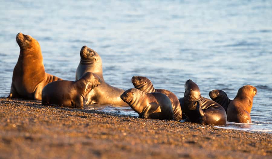 From Puerto Madryn: Penguin Tour & Península Valdés Day Trip - Price and value: what $198 gets you, and what to budget for