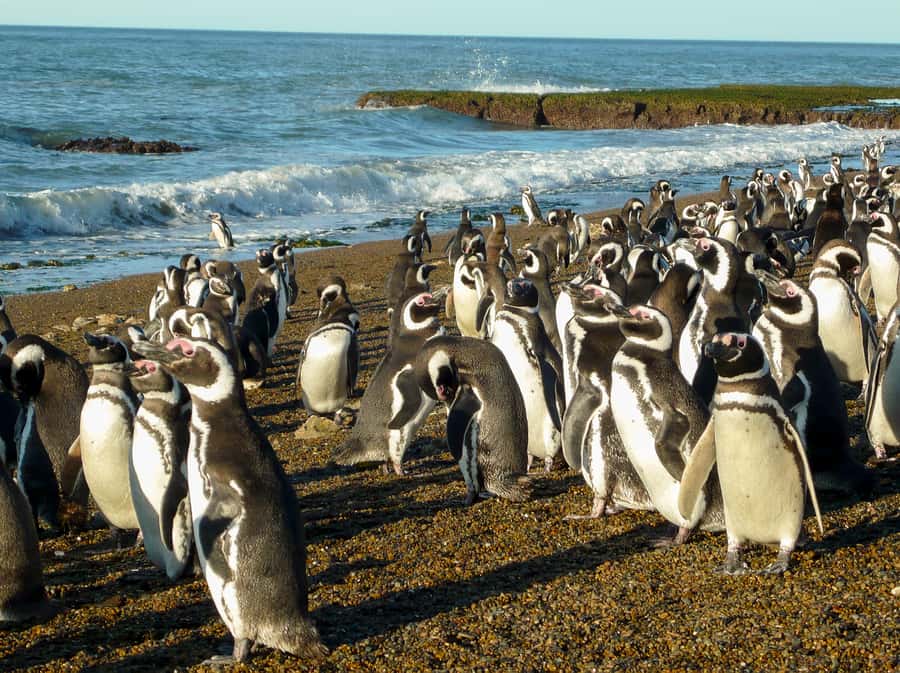 From Puerto Madryn: Penguin Tour & Península Valdés Day Trip - What to pack and how to behave during the penguin portion