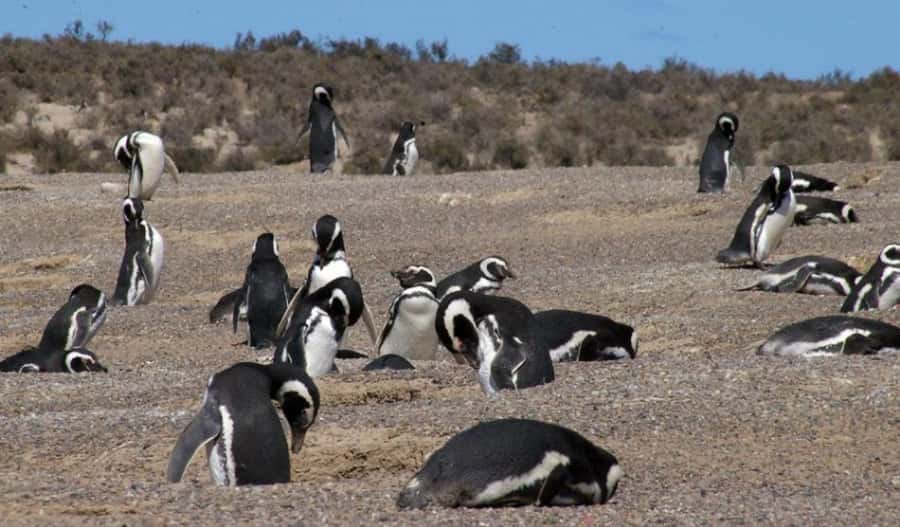 From Puerto Madryn: Penguin Tour & Península Valdés Day Trip - Who this day trip fits best, and who should reconsider