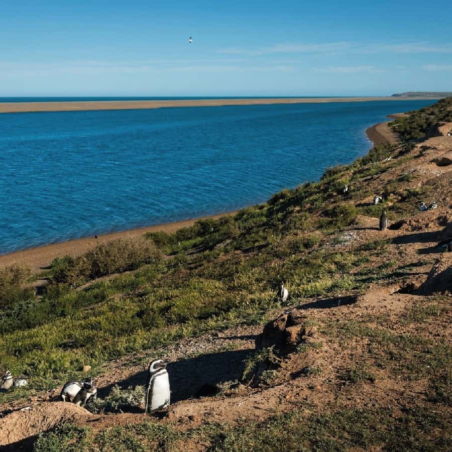 From Puerto Madryn: Peninsula Valdés Shore Excursion - The panoramic viewpoint strategy over Golfo Nuevo and Isla de los Pájaros