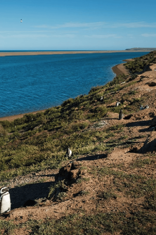 From Puerto Madryn: Peninsula Valdés Shore Excursion - Orcas, whales, and seasonal reality checks