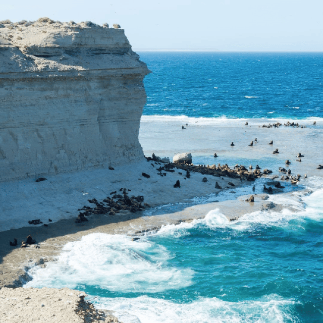 From Puerto Madryn: Peninsula Valdés Shore Excursion - Guide quality makes a real difference, and it’s worth thinking about