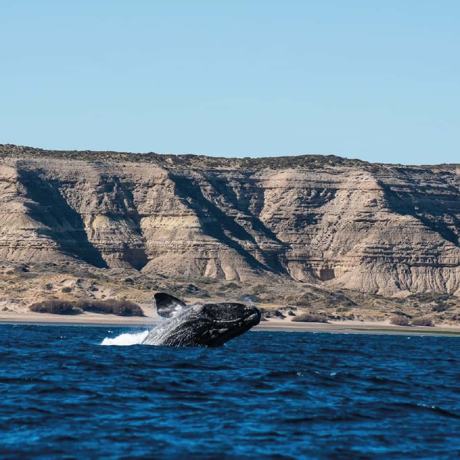 From Puerto Madryn: Peninsula Valdés Shore Excursion - Istmo Carlos Ameghino Interpretation Center: facts that make sightings easier