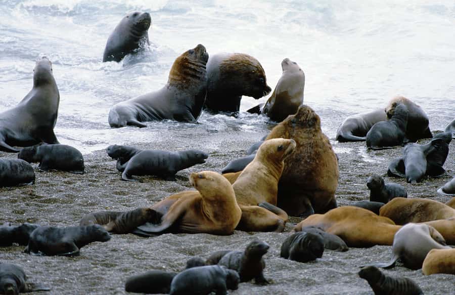 From Puerto Madryn: Valdes Peninsula Full-Day Tour - Key highlights worth marking on your map
