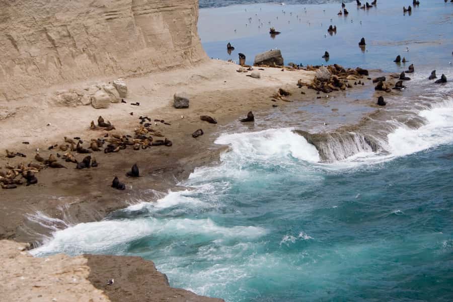 From Puerto Madryn: Valdes Peninsula Full-Day Tour - A world-class wildlife day, without the guesswork