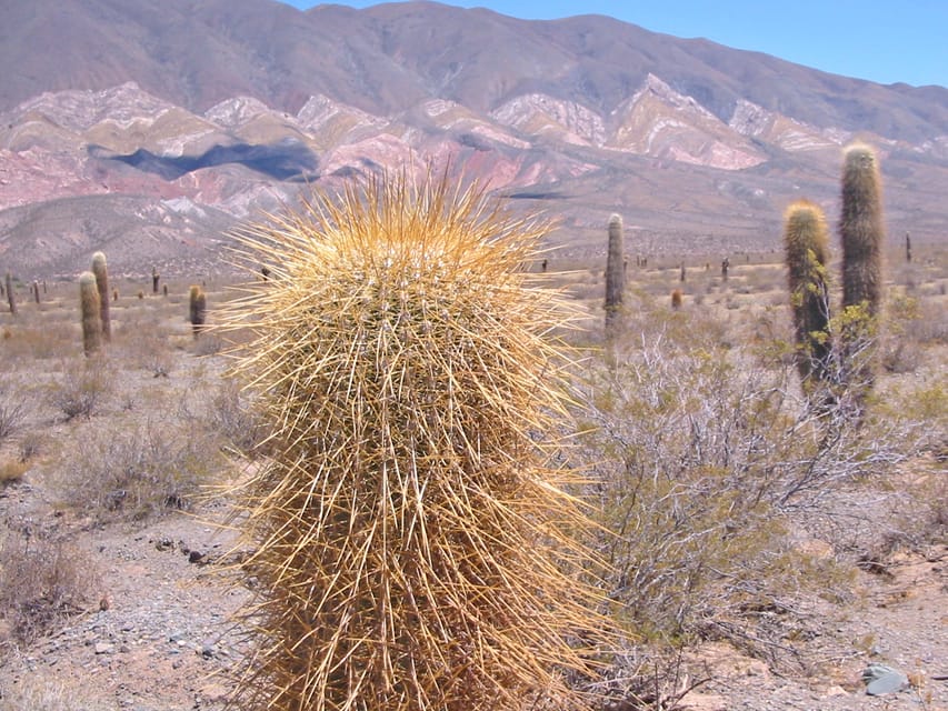 From Salta: 3-Day Cafayate, Cachi, and Humahuaca Guided Trip - Day 2: Cuesta del Obispo Viewpoints, Los Cardones National Park, and Cachi