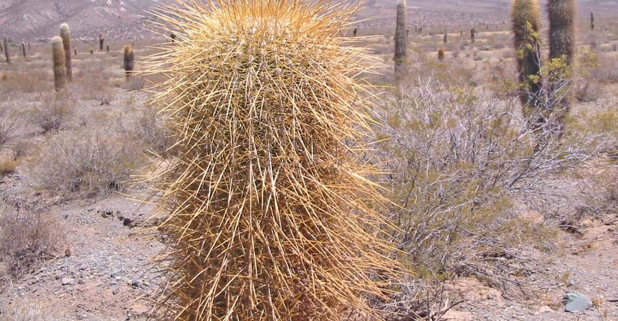 From Salta: 3-Day Cafayate, Cachi, and Humahuaca Guided Trip - What You’ll Actually Experience at Each Town Stop