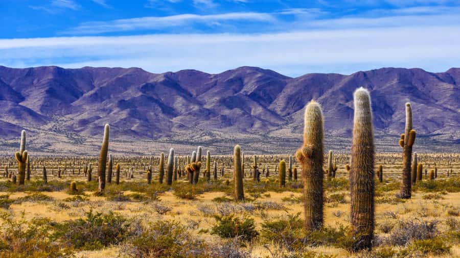 From Salta: Cachi and Los Cardones National Park Tour - Escoipe Gorge and the climb into valleys