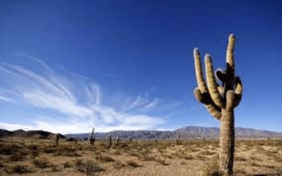 From Salta: Cachi and Los Cardones National Park Tour - Cachi: colonial streets and real time to slow down