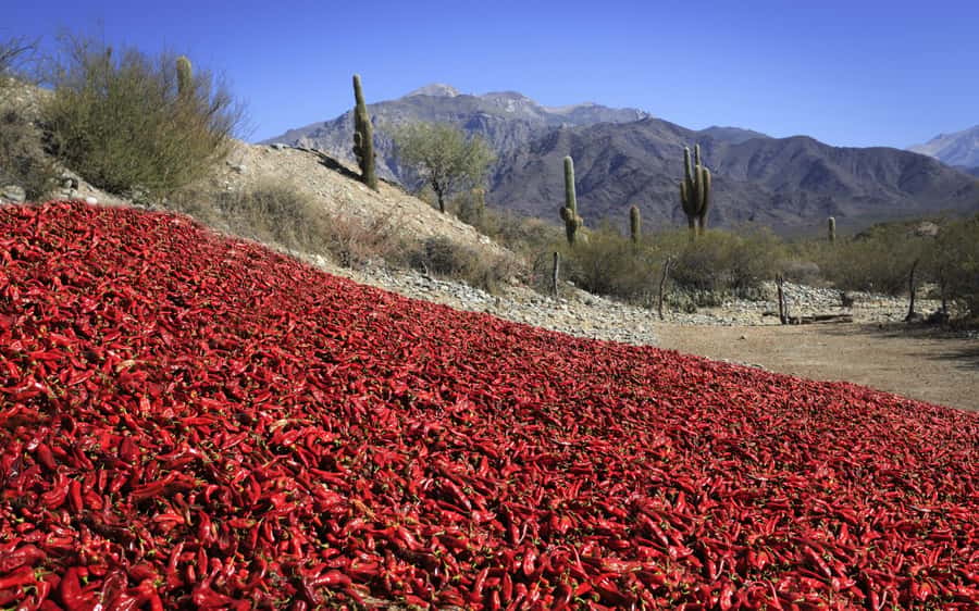 From Salta: Cafayate, Cachi and Salinas Grandes in 3 days - Key things worth knowing before you go