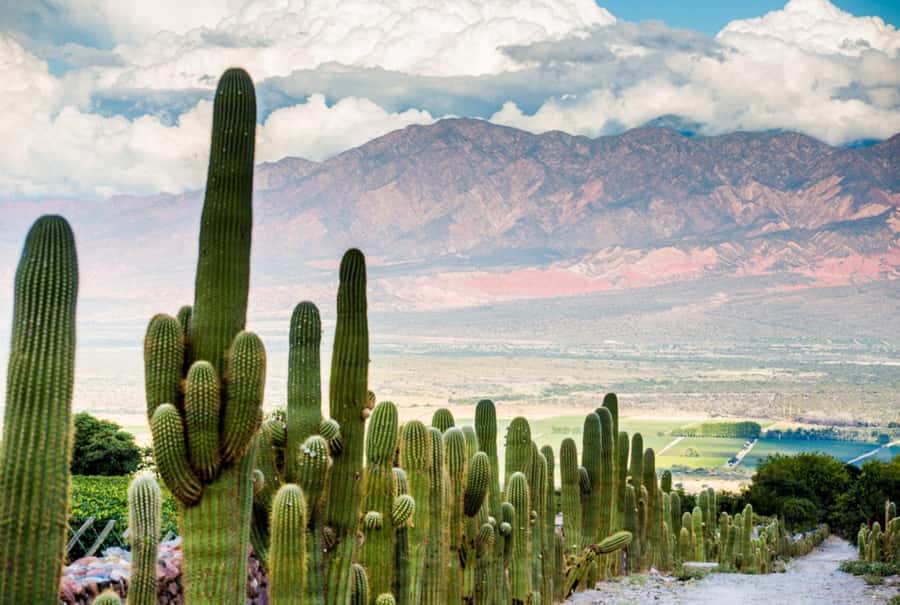 From Salta: Day Trip to Cafayate - Who This Tour Suits Best (and Who Might Not Love It)