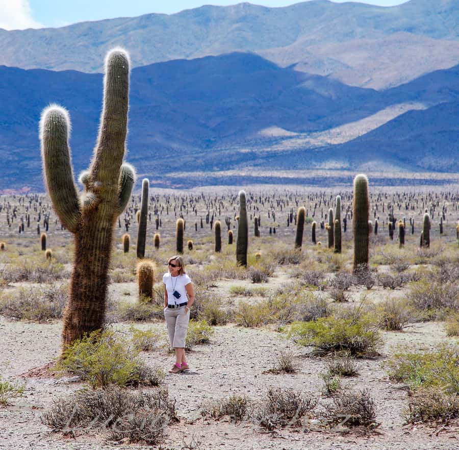 From Salta: Full-Day Scenic Tour to Cachi - Guides: the difference between a good day and a great one